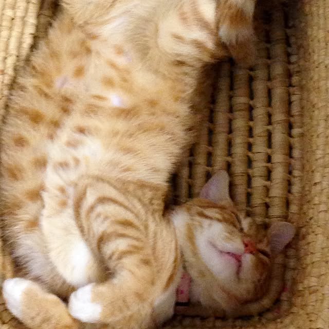 maki-buuさんの実例写真