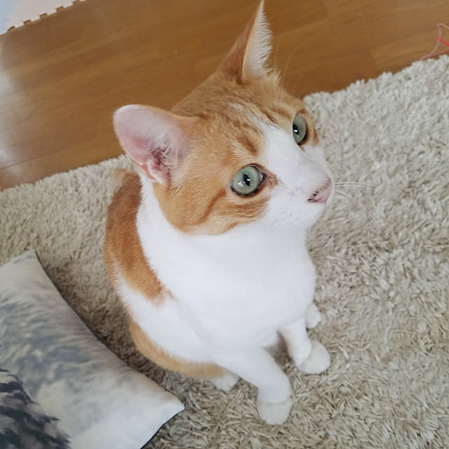 Kinanさんの実例写真
