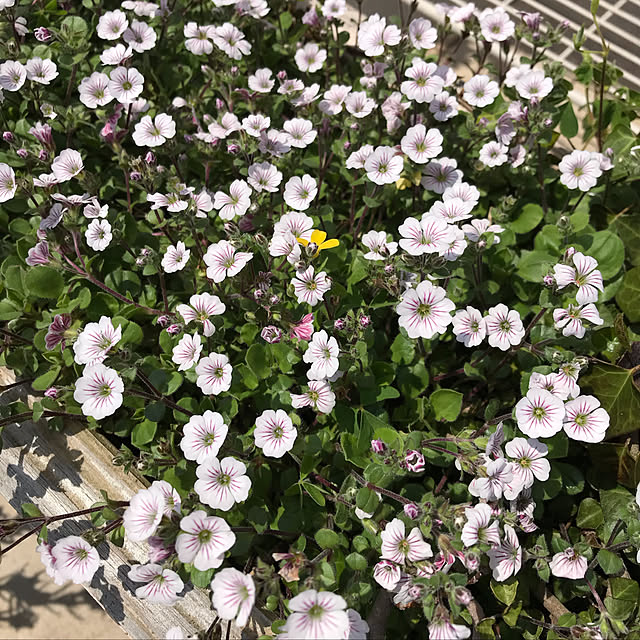 Cocoaさんの実例写真