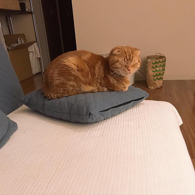 1K/スコティッシュフォールド/猫/一人暮らし/ねこ...などのインテリア実例 - 2019-03-06 05:40:21
