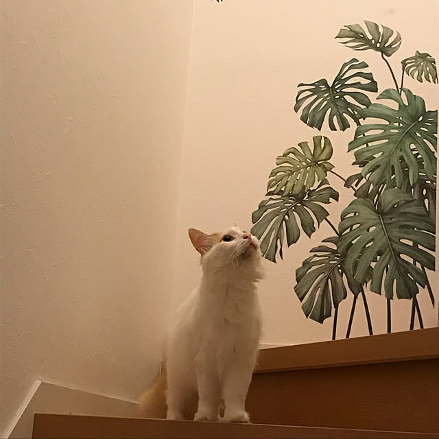 gajuさんの実例写真