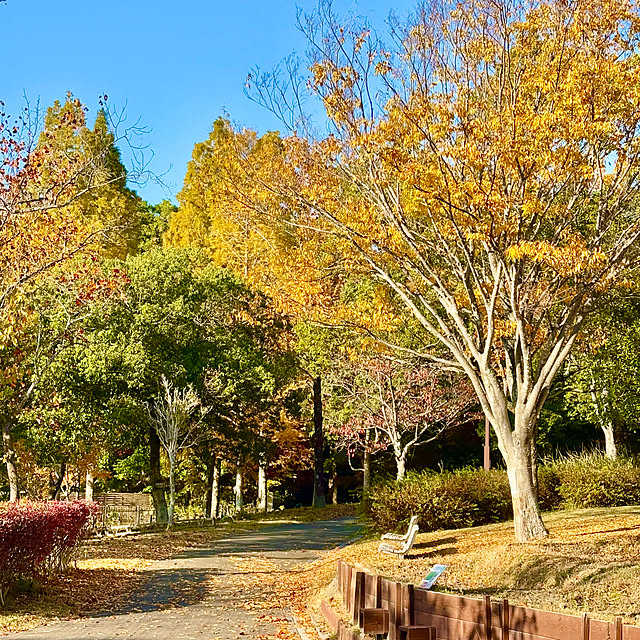 naokoさんの実例写真