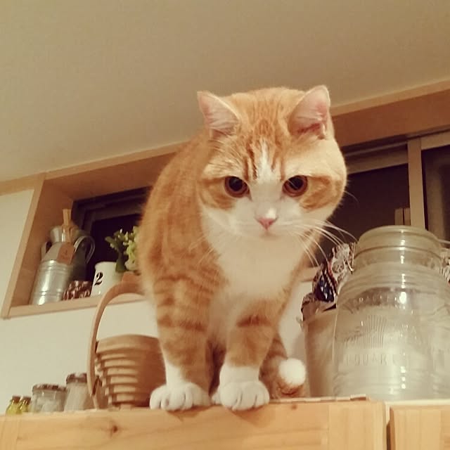mi123さんの実例写真