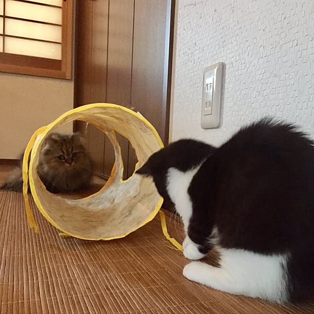 butachanさんの実例写真
