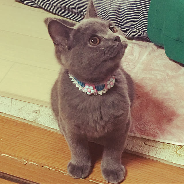 CATさんの実例写真