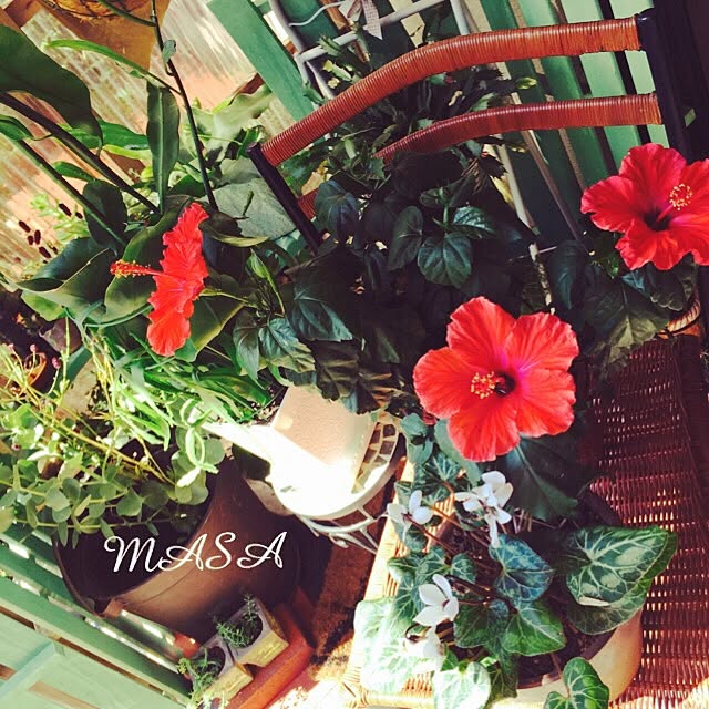 MASAさんの実例写真