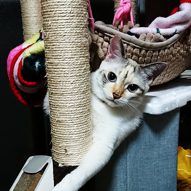 kohakuさんの実例写真