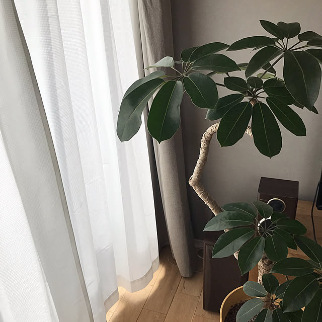 yopykrさんの実例写真
