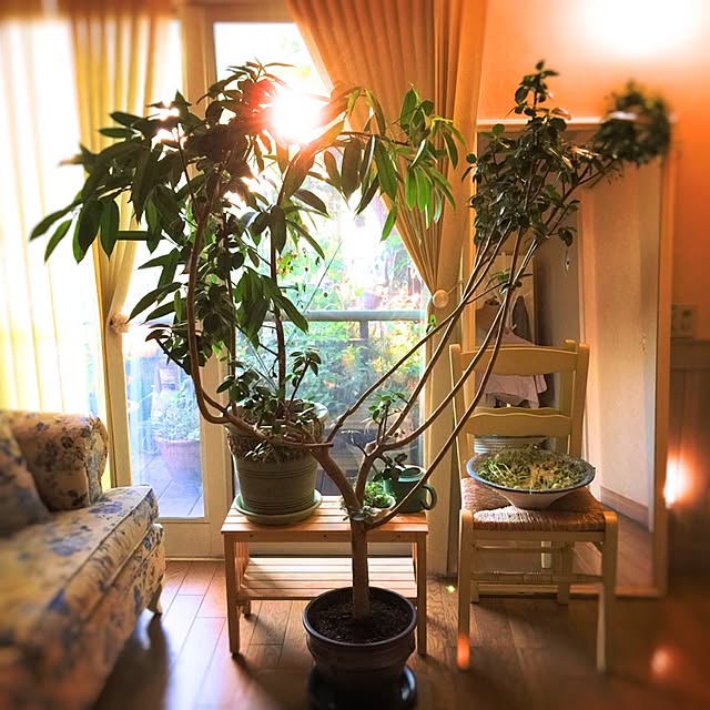 satochanさんの実例写真