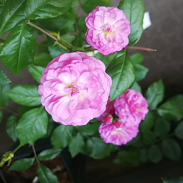 hiromimiさんの実例写真
