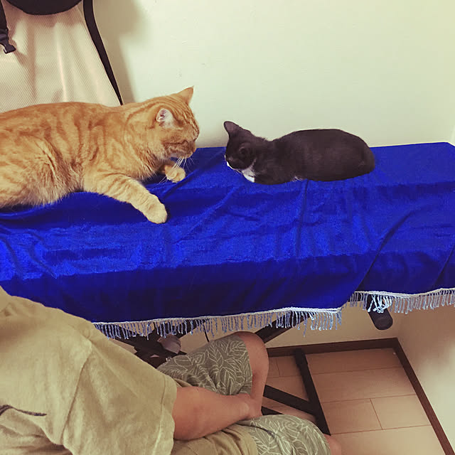 nekoさんの実例写真