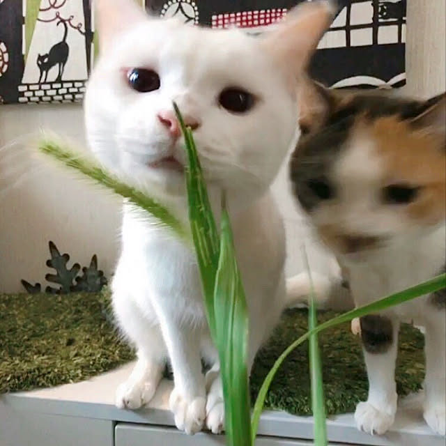 nyanko-beamさんの実例写真