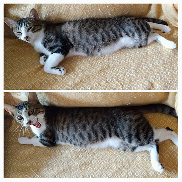 hanacocoさんの実例写真