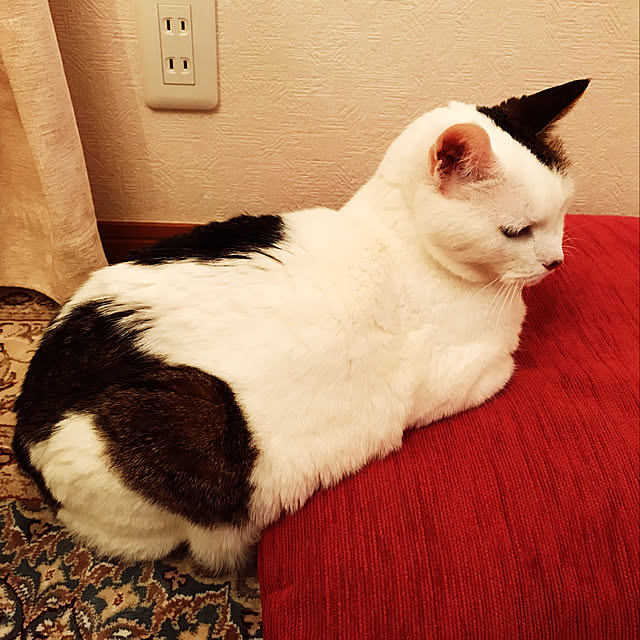 coedodecoさんの実例写真