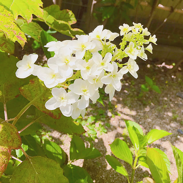 柏葉紫陽花/紫陽花/庭/花のある暮らし/こどもと暮らす...などのインテリア実例 - 2020-06-02 09:29:55