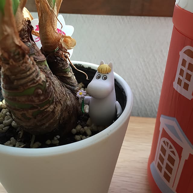 miyocciさんの実例写真