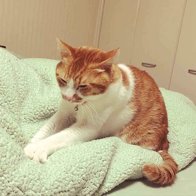 nyanyakoさんの実例写真