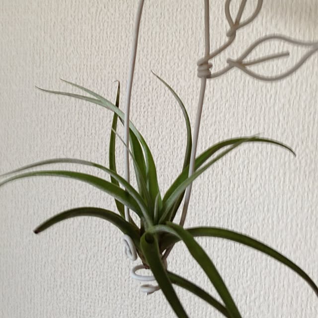 eribaaさんの実例写真