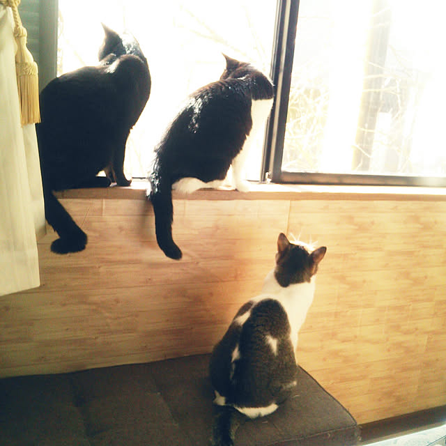 実例写真