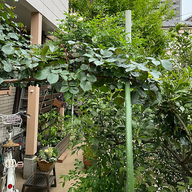 botanさんの実例写真