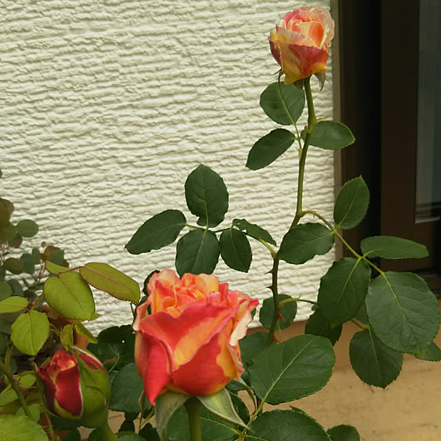 ym3さんの実例写真