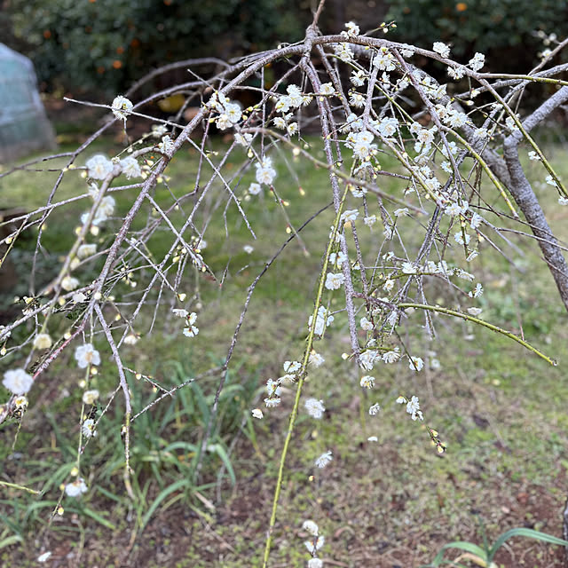 sakakenさんの実例写真