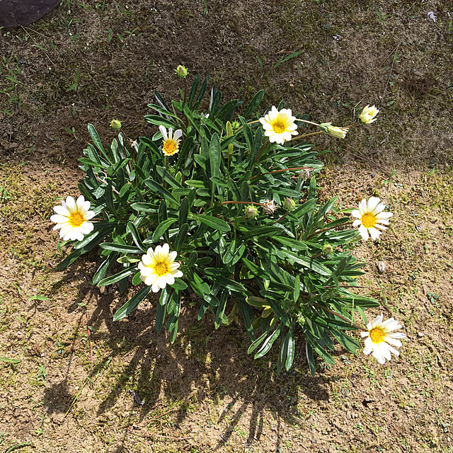 kakoさんの実例写真