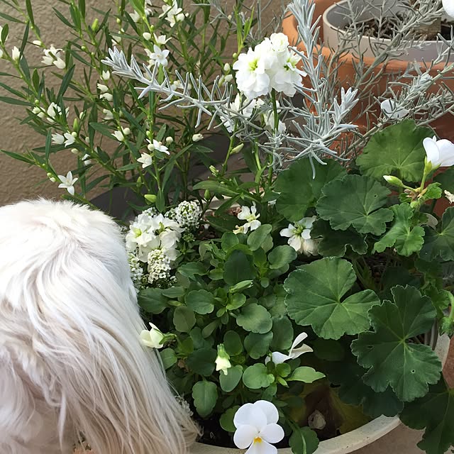 Sonokoさんの実例写真