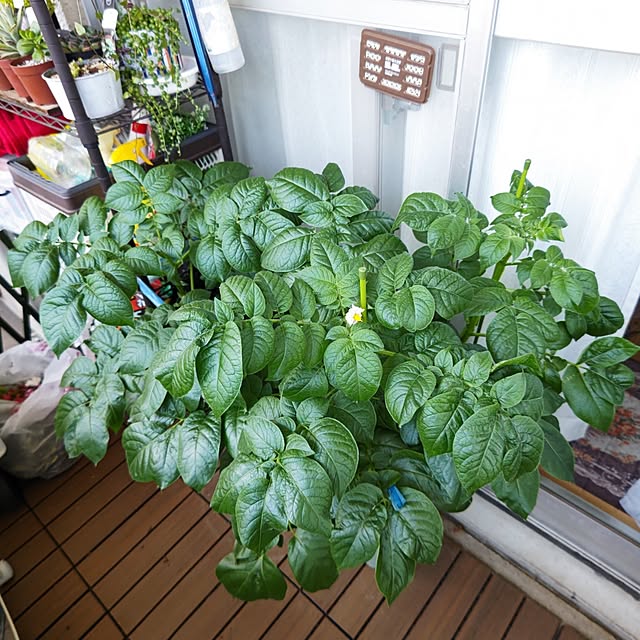 mariaさんの部屋