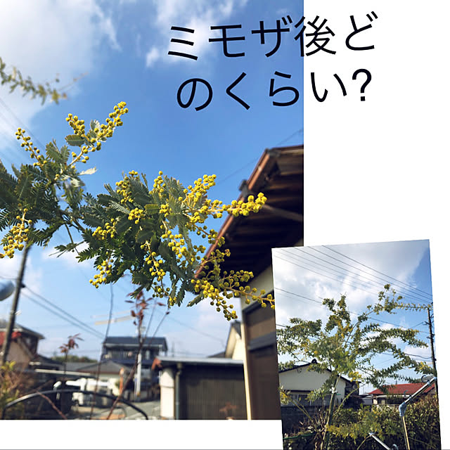 lilyさんの実例写真
