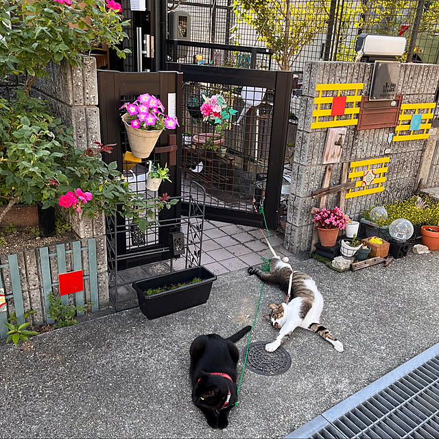 jijiさんの実例写真