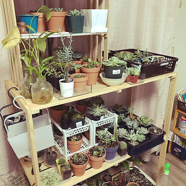 多肉植物/ベッド周りのインテリア実例 - 2019-08-23 00:05:31
