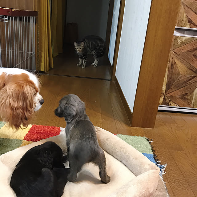 pepeさんの実例写真