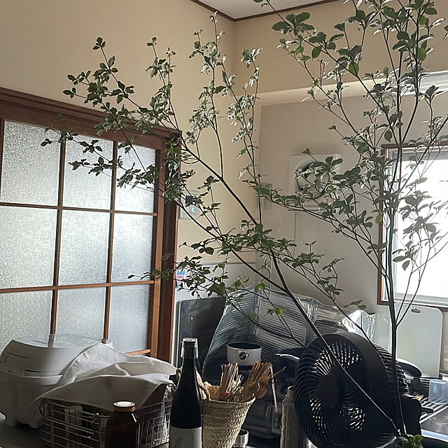 taohuaziさんの部屋