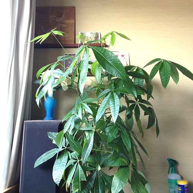 kentaro0321さんの実例写真