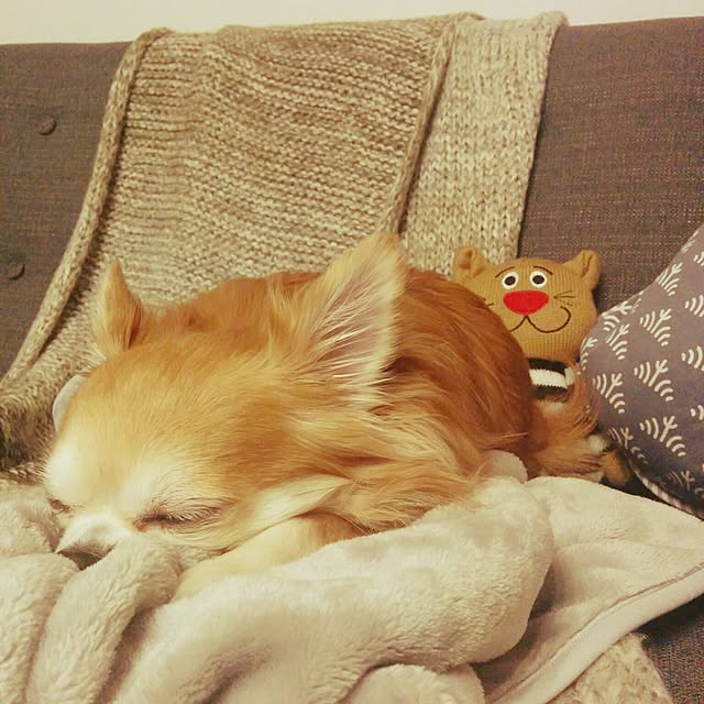 ai....さんの実例写真