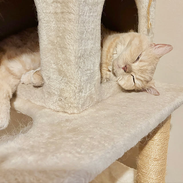 naokoさんの実例写真