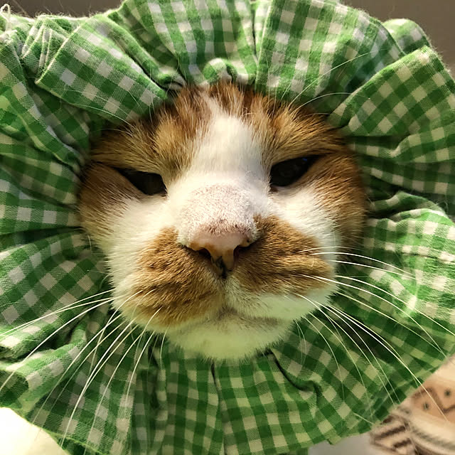 実例写真