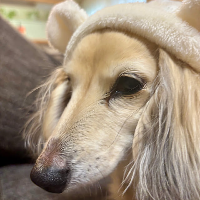 chachamamaさんの部屋