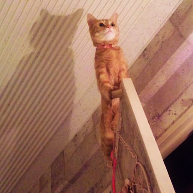 fu-ka24さんの実例写真