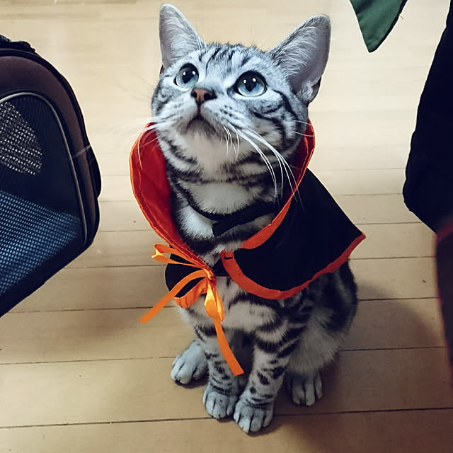CatClipさんの実例写真