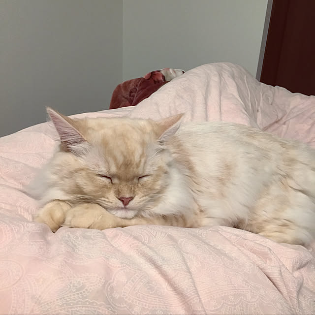 takiさんの実例写真