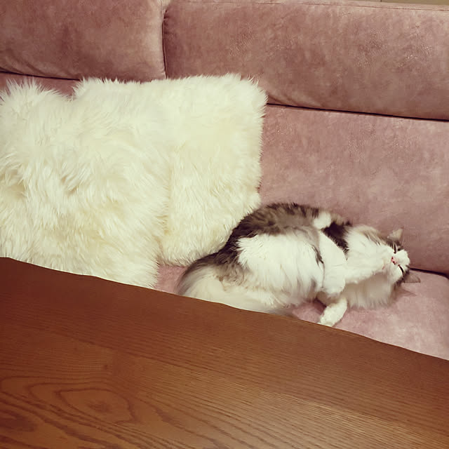 mofさんの実例写真