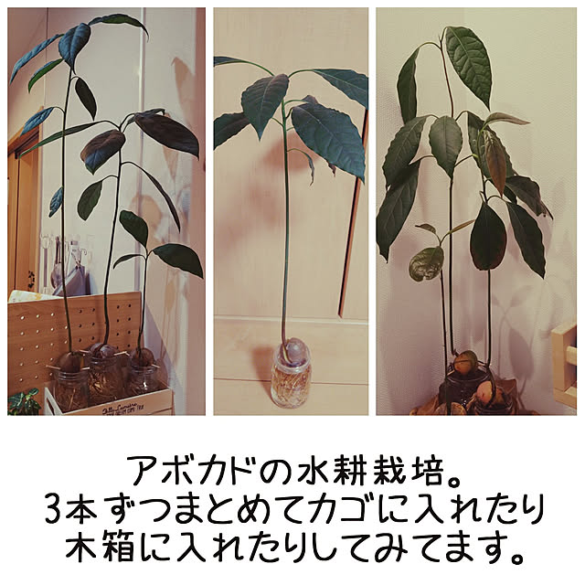 happytearsさんの実例写真