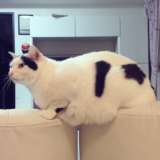 muraさんの実例写真