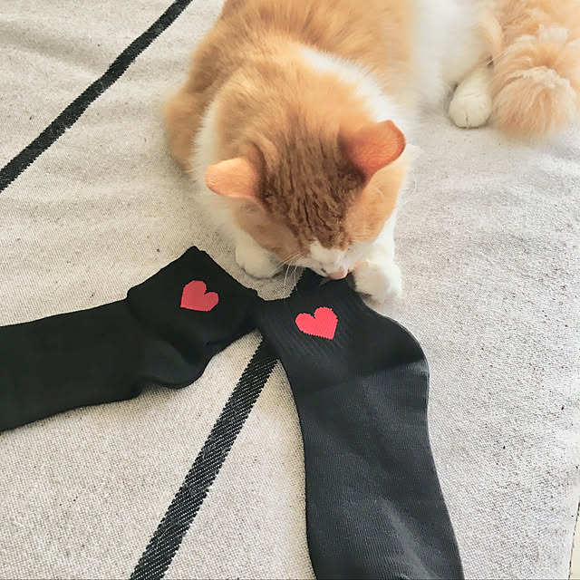 k.さんの実例写真