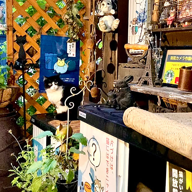 butachanさんの実例写真
