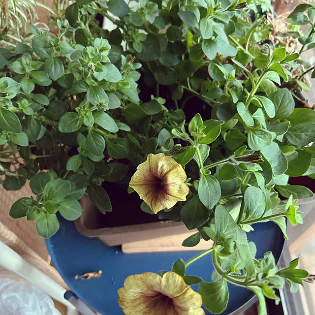 chiechanさんの実例写真