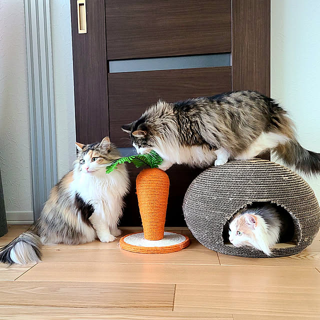 akiko6193さんの実例写真