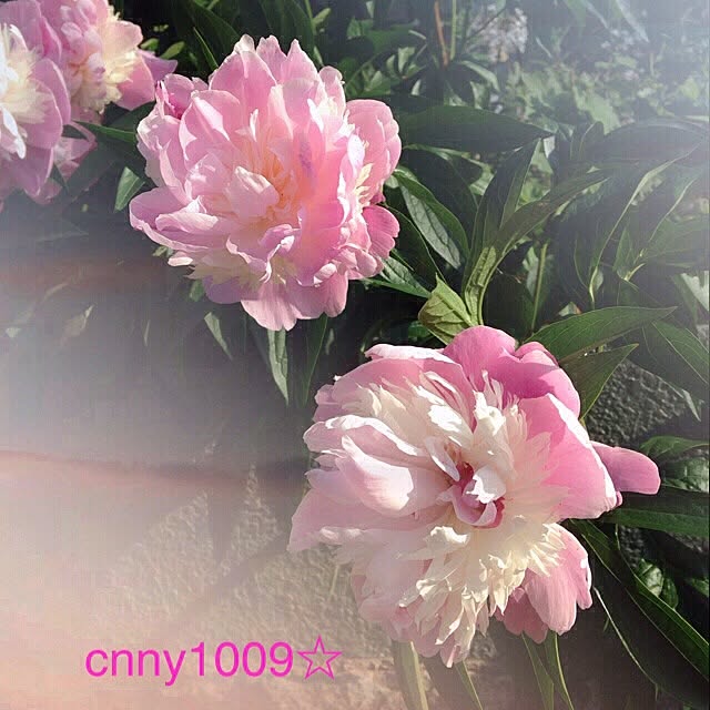 cnny1009さんの実例写真